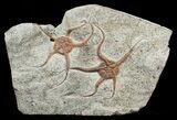 Double Starfish/Brittle Star Fossil - inches #4075-1